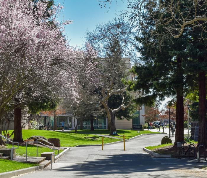 View of the street in front of the Green Music Center showing pink cherry blossoms in full bloom