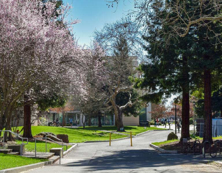 View of the street in front of the Green Music Center showing pink cherry blossoms in full bloom